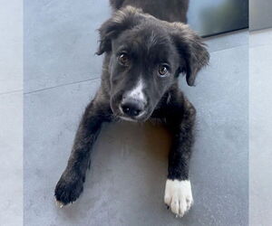 American Pit Bull Terrier-Australian Shepherd Mix Dogs for adoption in GILBERTS, IL, USA