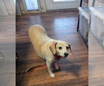 Small #3 Beagle