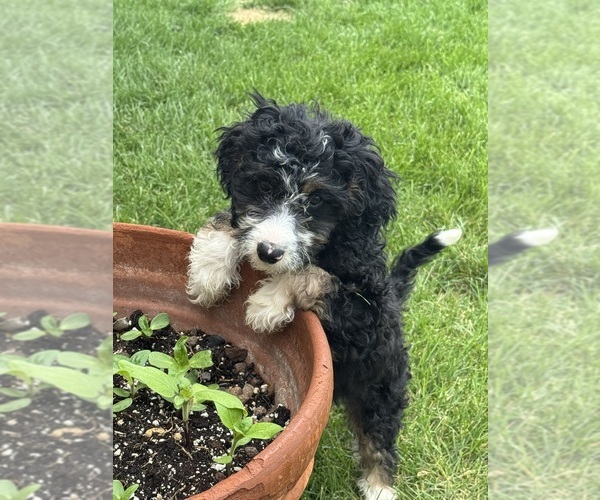 Medium Photo #5 Miniature Bernedoodle Puppy For Sale in LONGMONT, CO, USA