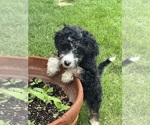 Small #4 Miniature Bernedoodle
