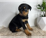 Puppy Sienna Rottweiler