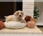 Small Photo #10 Schnauzer (Miniature) Puppy For Sale in TAYLORS, SC, USA