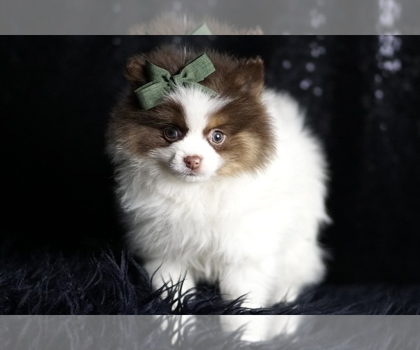 Medium Photo #2 Pomeranian Puppy For Sale in WARSAW, IN, USA