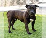 Small #1 American Pit Bull Terrier