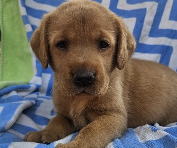 Medium Photo #10 Labrador Retriever Puppy For Sale in BUFFALO, NY, USA