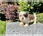 Puppy 2 Shih Tzu