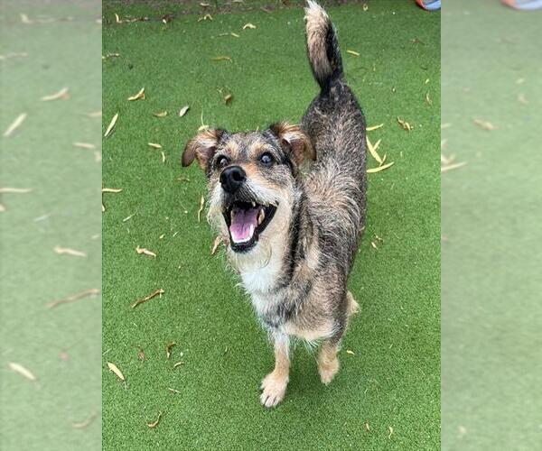 Medium Photo #1 Fox Terrier (Toy) Puppy For Sale in Sugar Land, TX, USA