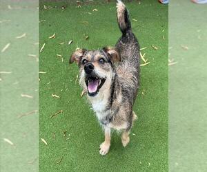 Fox Terrier (Toy) Dogs for adoption in Sugar Land, TX, USA