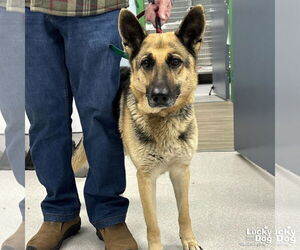 German Shepherd Dog-Unknown Mix Dogs for adoption in Washington, DC, USA