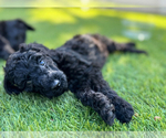 Small #6 Doodle-Goldendoodle Mix