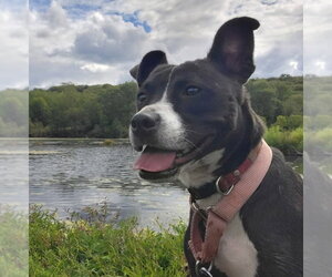 Mutt Dogs for adoption in Bloomingdale, NJ, USA