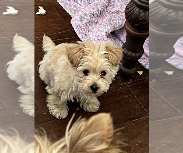 Medium Photo #3 Morkie Puppy For Sale in KELLER, TX, USA
