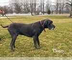 Small Photo #1 Great Dane Puppy For Sale in MIDDLEBURY, IN, USA