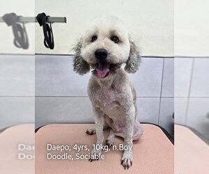Miniature Labradoodle Dogs for adoption in Agoura Hills, CA, USA