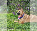 Small #4 German Shepherd Dog