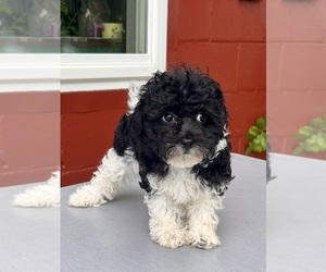 Havapoo Puppy for sale in DUNDEE, OH, USA