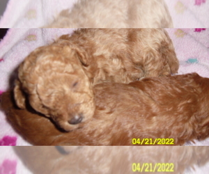 Poodle (Toy) Puppy for sale in DULUTH, GA, USA