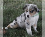 Small Photo #2 Australian Shepherd Puppy For Sale in FREDERICKSBURG, OH, USA