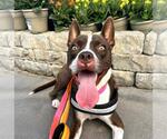 Small American Pit Bull Terrier Mix