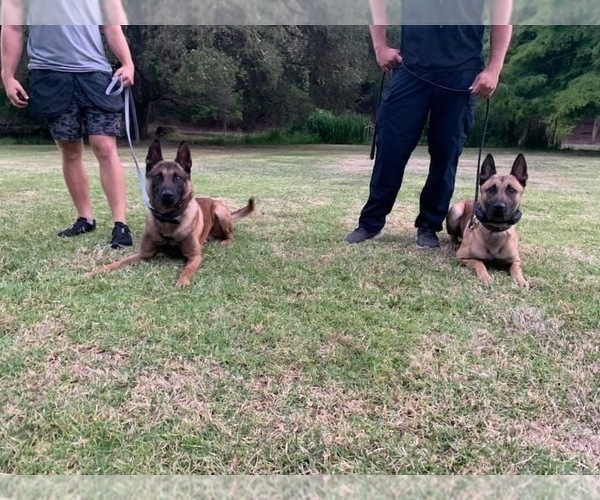Medium Photo #8 Belgian Malinois Puppy For Sale in VACAVILLE, CA, USA