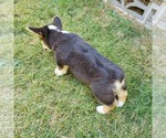 Small #2 Pembroke Welsh Corgi