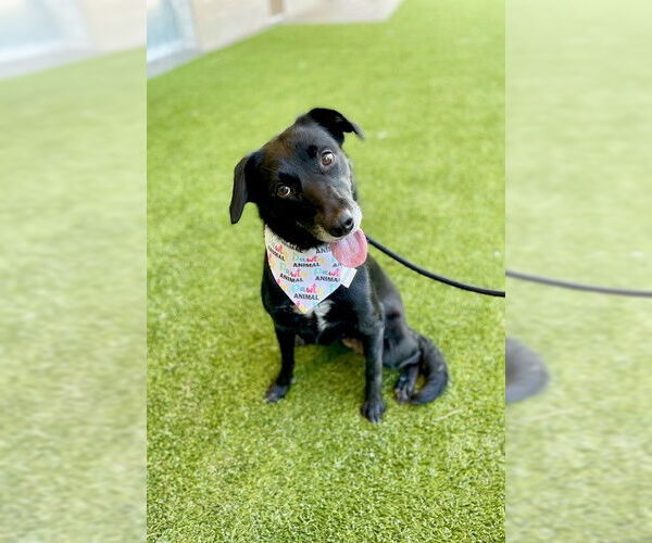 Medium Photo #2 Labrador Retriever Puppy For Sale in Baytown, TX, USA
