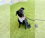 Small #1 Labrador Retriever