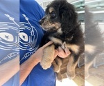Small Photo #88 Aussiedoodle Puppy For Sale in LONGWOOD, FL, USA
