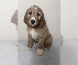 Irish Doodle Puppy for sale in SILVER SPRINGS, FL, USA