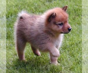 Finnish Spitz Puppy for sale in SURGOINSVILLE, TN, USA