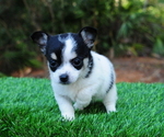 Small Photo #6 Chiranian Puppy For Sale in SAINT AUGUSTINE, FL, USA