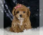 Small #4 Maltipoo