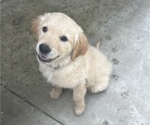 Puppy 2 Golden Retriever