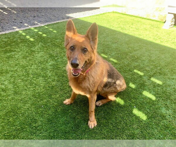 Medium Photo #1 German Shepherd Dog-Unknown Mix Puppy For Sale in Moreno Valley, CA, USA