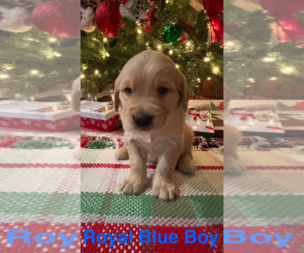Medium Photo #1 Golden Retriever Puppy For Sale in MOREHEAD, KY, USA