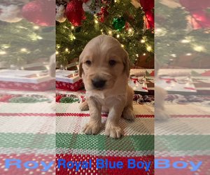Golden Retriever Puppy for sale in MOREHEAD, KY, USA