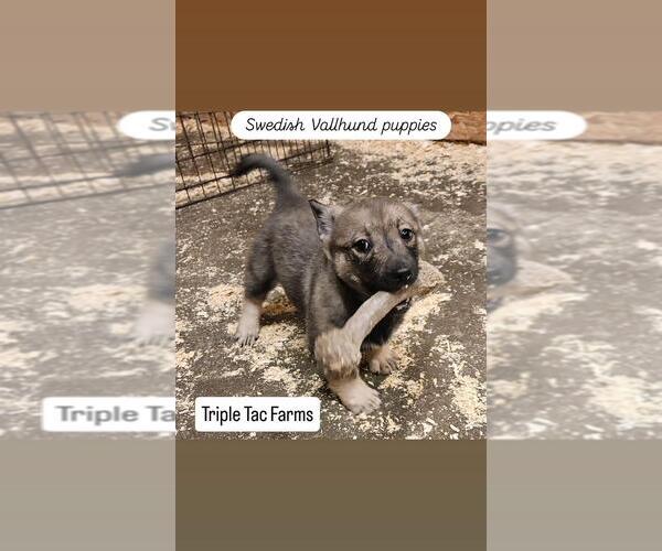 Medium Photo #1 Swedish Vallhund Puppy For Sale in GRAND LEDGE, MI, USA
