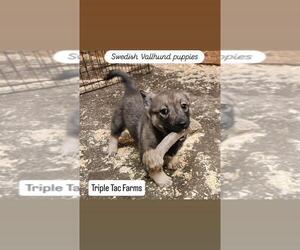 Swedish Vallhund Puppy for sale in GRAND LEDGE, MI, USA