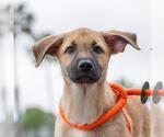 Small #1 Labrador Retriever Mix