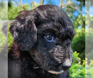 F2 Aussiedoodle Puppy for sale in COLUMBIA, TN, USA