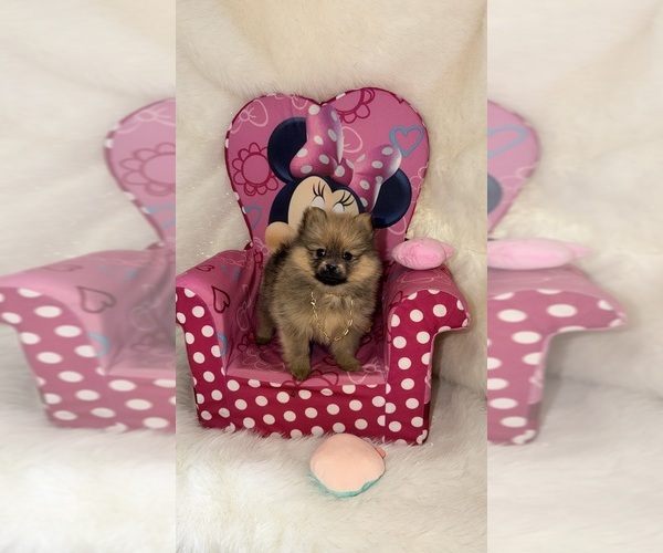 Medium Photo #3 Pomeranian Puppy For Sale in JOLIET, IL, USA