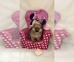 Small #2 Pomeranian