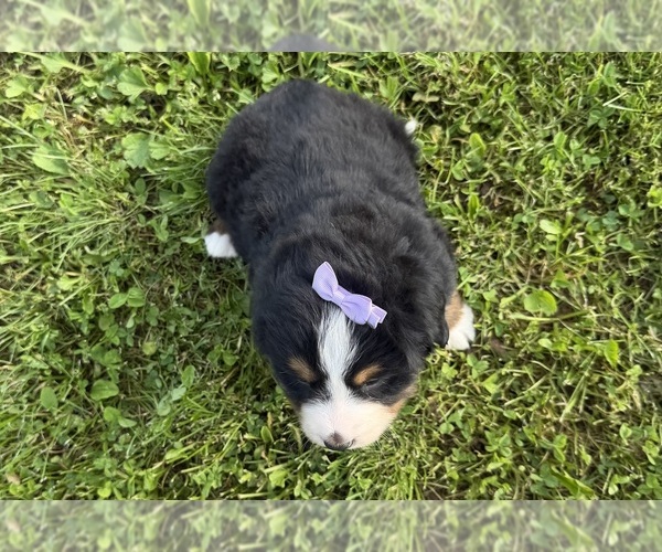 Medium Photo #7 Bernese Mountain Dog Puppy For Sale in ATHENS, WI, USA