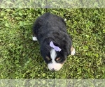 Small #6 Bernese Mountain Dog