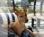 Small #4 Mutt