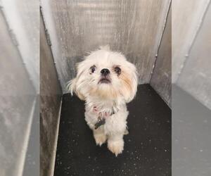 Shih Tzu-Unknown Mix Dogs for adoption in San Antonio, TX, USA