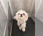 Small Shih Tzu Mix