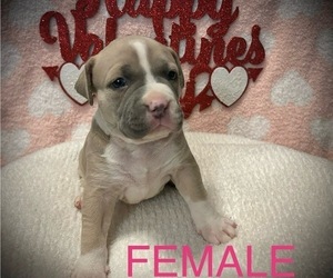 Medium American Bully