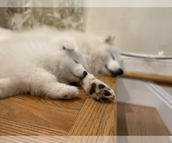 Medium Photo #11 Samoyed Puppy For Sale in DALY CITY, CA, USA
