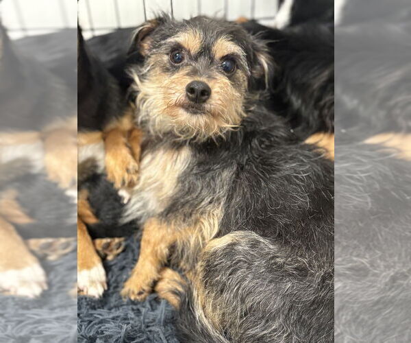 Medium Photo #4 Mutt Puppy For Sale in Studio City, CA, USA